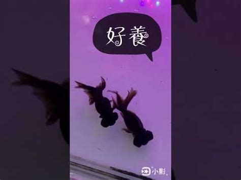 黑色黑牡丹金魚